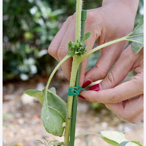 Rolo 50 metros De Ligação Para suportes de Plantas multifuncional Ecológico - PlantMed™ (Compre 1, Leve 2)